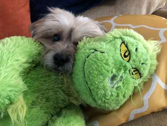 morkie stuffed animal